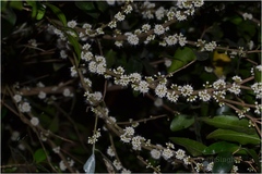 Memecylon kollimalayanum